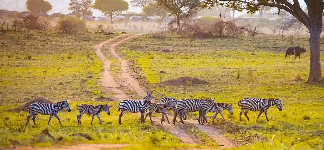 Murchison falls National Park